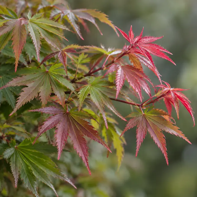 Acer palmatum 'Jerry Schwartz' (Pot Size 3L) Japanese Maple