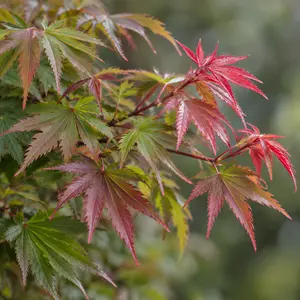 Acer palmatum 'Jerry Schwartz' (Pot Size 3L) Japanese Maple