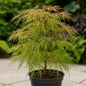 Acer palmatum ‘Koto no Ito’ (Pot Size 7.5L) Laceleaf Japanese Maple