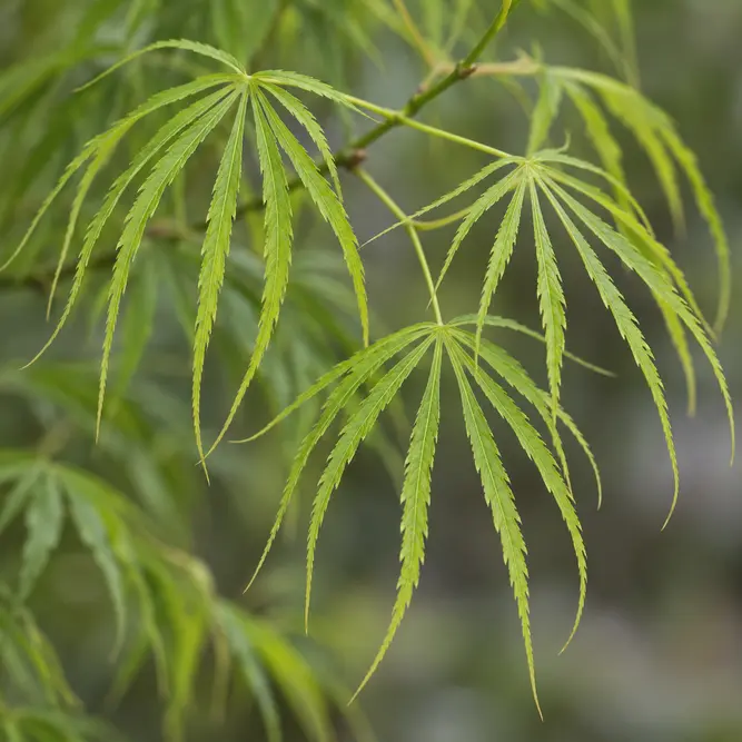 Acer palmatum ‘Koto no Ito’ (Pot Size 7.5L) Laceleaf Japanese Maple