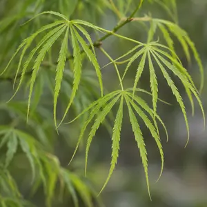 Acer palmatum ‘Koto no Ito’ (Pot Size 7.5L) Laceleaf Japanese Maple