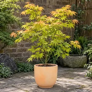 Acer palmatum 'Orange Dream'