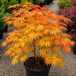 Acer palmatum ‘Orange Dream’ (Pot Size 3L) Japanese Maple
