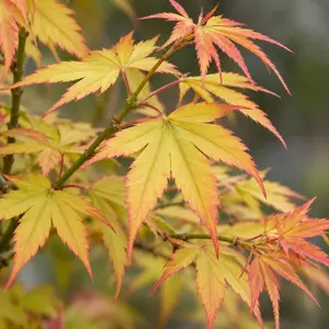 Acer palmatum ‘Orange Dream’ (Pot Size 3L) Japanese Maple