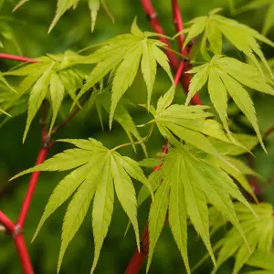 Acer palmatum 'Sangokaku' - Japanese Maple