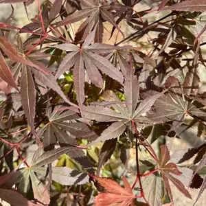 Acer palmatum 'Skeeter's Broom' (Pot Size 25L) Japanese Maple - image 1