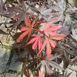 Acer palmatum 'Skeeter's Broom' (Pot Size 3L) Japanese Maple - image 1