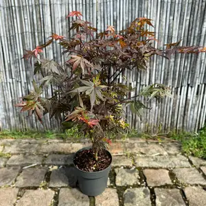 Acer palmatum 'Skeeter's Broom' (Pot Size 25L) Japanese Maple - image 3