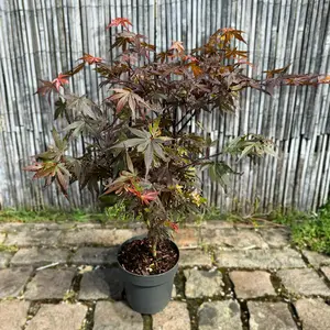 Acer palmatum 'Skeeter's Broom' (Pot Size 3L) Japanese Maple - image 2