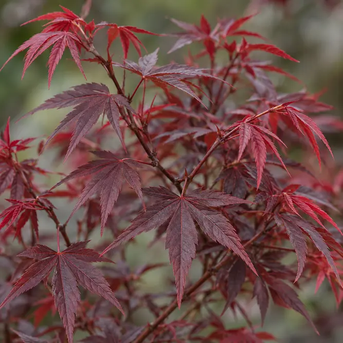 Acer palmatum 'Skeeter's Broom' (Pot Size 10L) Japanese Maple