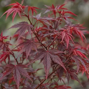 Acer palmatum 'Skeeter's Broom' - Japanese Maple