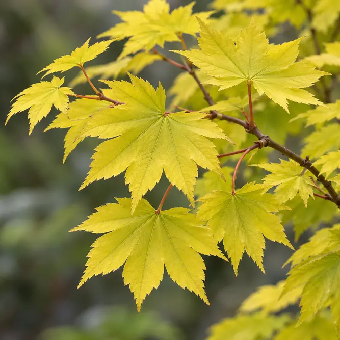 Acer shirasawanum ‘Aureum’ (Pot Size 7.5L) Golden Full Moon Japanese Maple