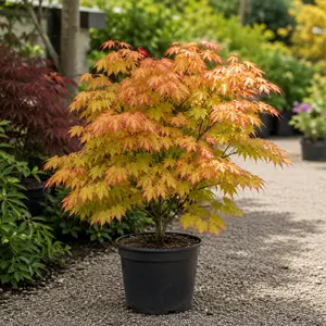 Acer shirasawanum ‘Moonrise’ (Pot Size 3L) Full Moon Japanese Maple