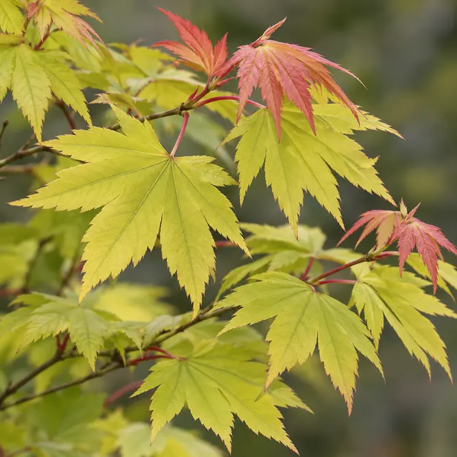Acer shirasawanum ‘Moonrise’ (Pot Size 3L) Full Moon Japanese Maple