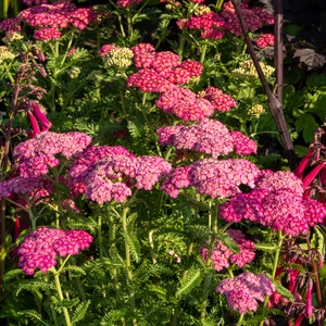 Achillea millefolium 'New Vintage Rose' (Pot Size 3L) Perennial Yarrow