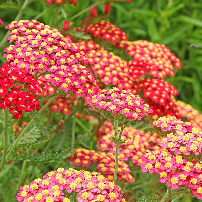 Achillea  millefolium 'Paprika' (Pot Size 1ltr) Perennial Yarrow