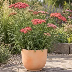 Achillea millefolium 'Sassy Summer Taffy'