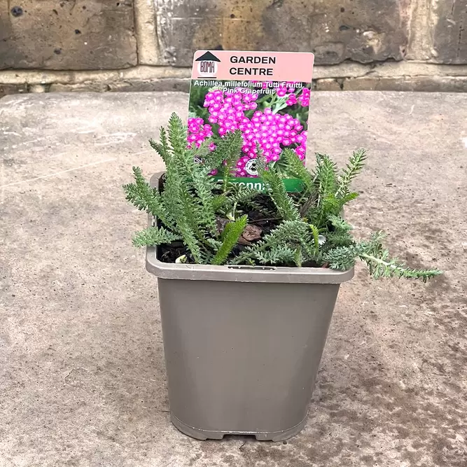 Achillea millefolium 'Tutti Fruitti Pink Graperuit' (Pot Size 1L) - image 1