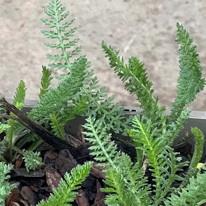 Achillea millefolium 'Tutti Fruitti Pink Graperuit' (Pot Size 1L) - image 2