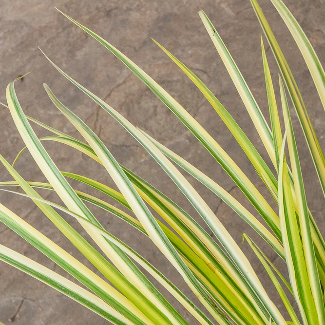 Acorus gramineus 'Ogon' (Pot Size 17cm) Golden Variegated Sweet Flag - image 1