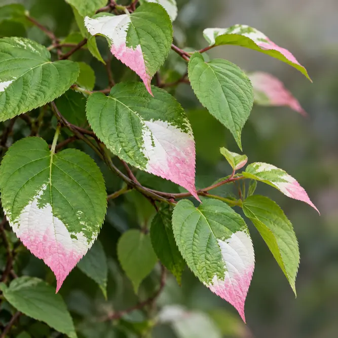 Actinidia kolomikta (Pot Size 3L) Variegated Kiwi Vine
