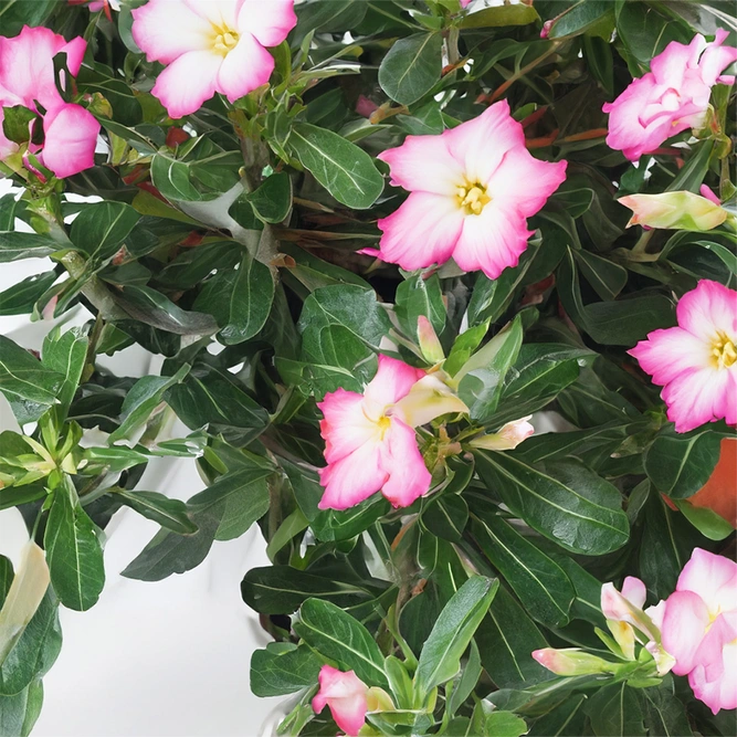 Adenium 'Obesum Pink'  (Pot Size 13cm) Desert Rose - image 1