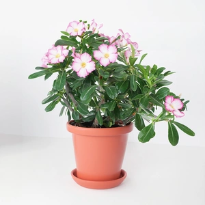 Adenium 'Obesum Pink'  (Pot Size 13cm) Desert Rose - image 2