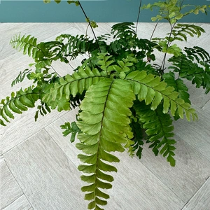 Adiantum 'Bronze Venus'  (Pot Size 12cm) - image 2