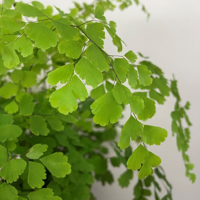 Adiantum raddianum 'Fragans' (Pot Size 12cm) Maidenhair fern - image 2