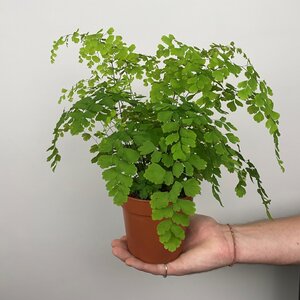 Adiantum raddianum 'Fragans' (Pot Size 12cm) Maidenhair fern - image 3