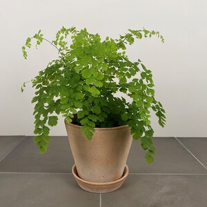 Adiantum raddianum 'Fragans' (Pot Size 12cm) Maidenhair fern - image 1