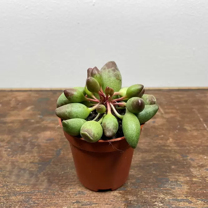 Adromischus choilandi (Pot Size 5.5cm) Crinkle leaf plant - image 1