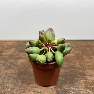 Adromischus choilandi (Pot Size 5.5cm) Crinkle leaf plant - image 1