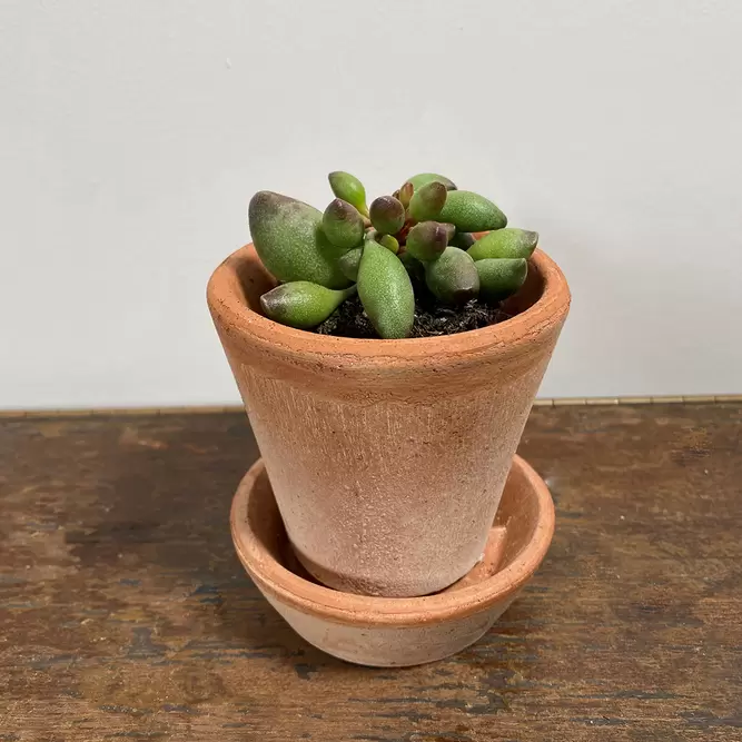 Adromischus choilandi (Pot Size 5.5cm) Crinkle leaf plant - image 3