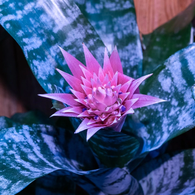 Aechmea Primera (Pot Size 12cm)