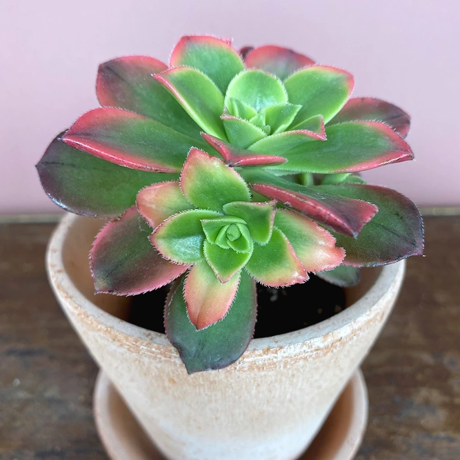 Aeonium tricolor (Pot Size 8.5cm)