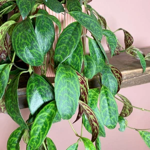 Aeschynanthus marmoratus (Pot Size 15cm) Zebra vine