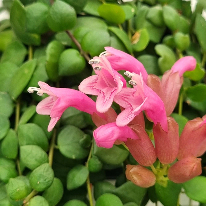 Aeschynanthus 'Pink Polka' (Pot Size 15cm) Pink Lipstick Plant - image 1