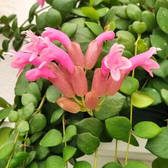 Aeschynanthus 'Pink Polka' (Pot Size 15cm) Pink Lipstick Plant - image 2