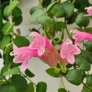 Aeschynanthus 'Pink Polka' (Pot Size 15cm) Pink Lipstick Plant - image 3
