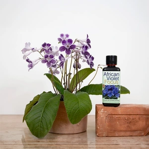 African Violet Focus 300ml - image 3