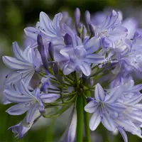Agapanthus