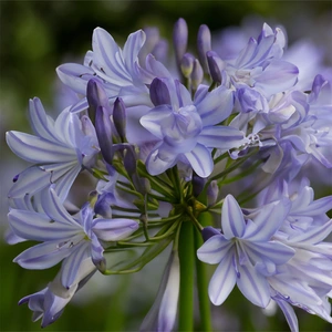 Agapanthus 'Amourette Blue' (Pot Size 17cm) - African Lily - image 1