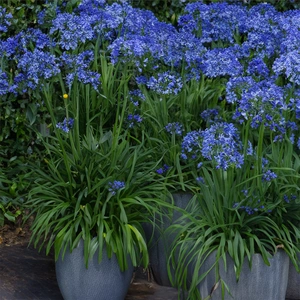 Agapanthus 'Amourette Blue' (Pot Size 17cm) - African Lily - image 2