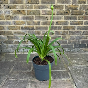 Agapanthus 'Amourette Blue' (Pot Size 17cm) - African Lily - image 3