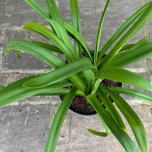 Agapanthus 'Amourette Blue' (Pot Size 17cm) - African Lily - image 4