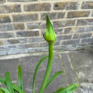 Agapanthus 'Amourette Blue' (Pot Size 17cm) - African Lily - image 5