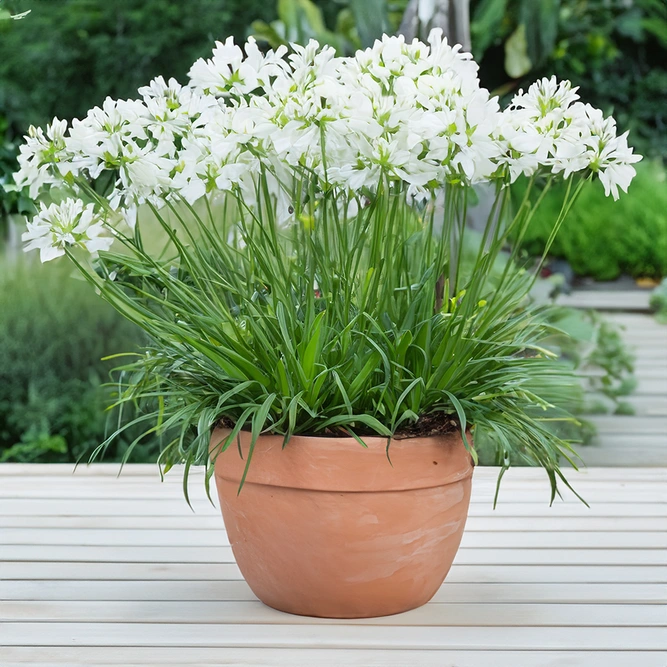 Agapanthus 'Amourette White' (Pot Size 17cm) - African Lily - image 2