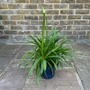 Agapanthus 'Amourette White' (Pot Size 17cm) - African Lily - image 3
