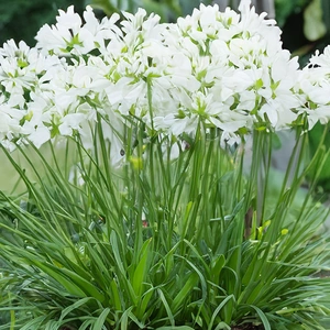 Agapanthus 'Amourette White' (Pot Size 17cm) - African Lily - image 1